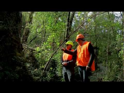 Finding Huon pine in Tasmania's wild west