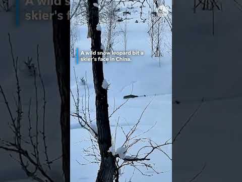 Skier survives snow leopard attack in China