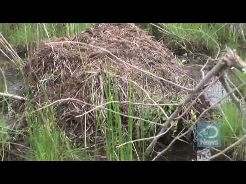 Nutria Hunted to Save Wetlands