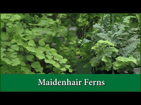 How to Grow Maidenhair Fern Varieties as House Plants / Indoors