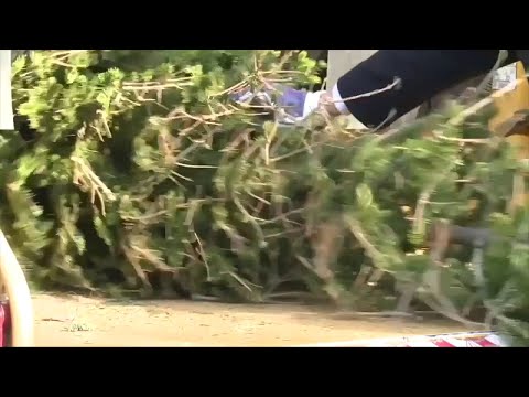 NYC Christmas Tree Recycling & Mulch Fest