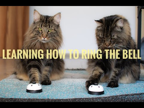 Roy and Moss learned how to ring a bell | Norwegian Forest Cats | Part 2