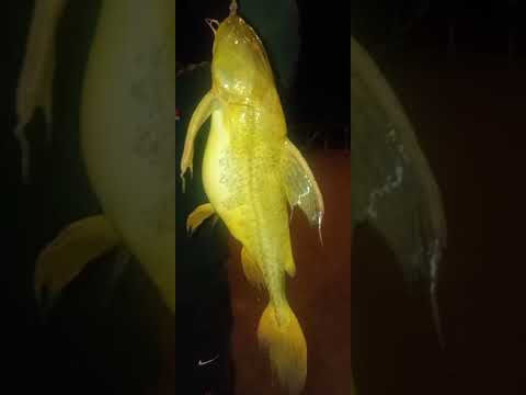 14/15 marzo 2026 - Monumento a Colon - Pesca nocturna de Dany - Mucha info y algo de pique - Abrazo