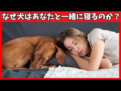 あなたの犬があなたと一緒に寝る6つの理由