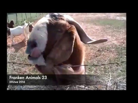 XXUwe - Franken Animals 23