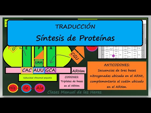 Protein Synthesis. mRNA Translation in Ribosomes. Summary Explanation. Molecular Biology.