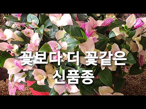 , title : '카멜레온달개비로 수경재배 자태작열 득댐 2월신품종'