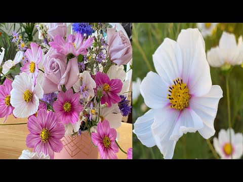 Arranging Flowers / Cosmos in Full Bloom#cosmos