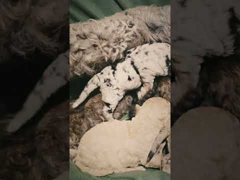 Cavapoo puppy for sale