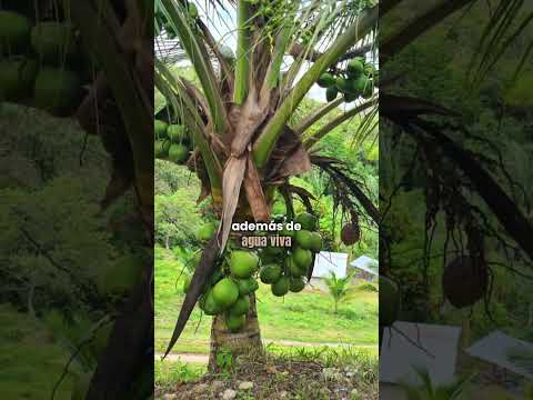 Finca productiva en venta en Tulú, Penonomé, Coclé – 21 hectáreas #inversióninmobiliaria  #penonome