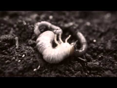 DUSK - DOWNKAST FOREST (160 BPM)