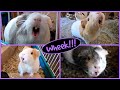 1 Hour Of Guinea Pig Noises