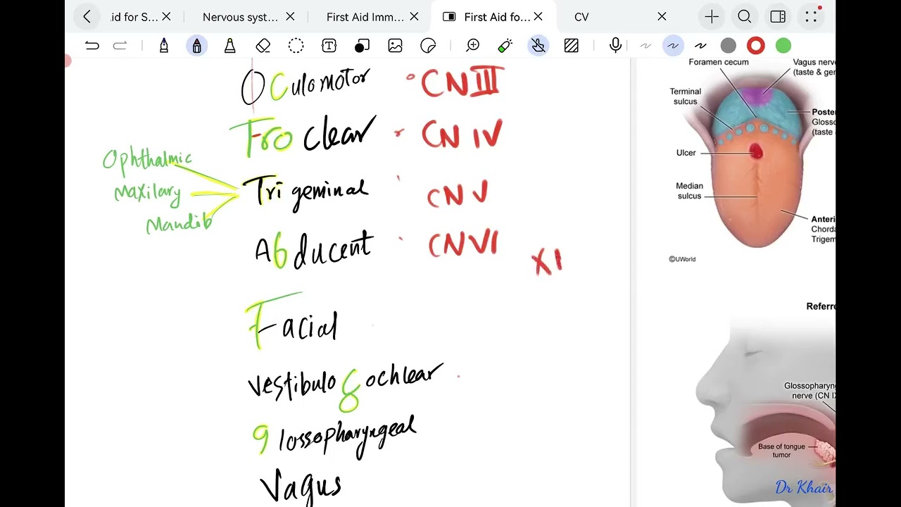 You’ll Never Forget the Cranial Nerves Again After This Video | CN I–XII