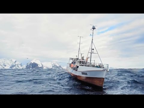 Skrei, der norwegisch arktische Winterkabeljau – das Gold der Lofoten