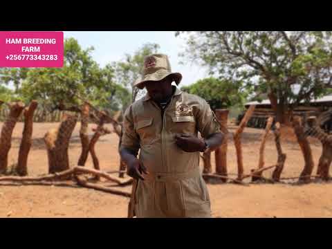 Know about ccpp goats disease  by hamiisi semanda  +256773343283