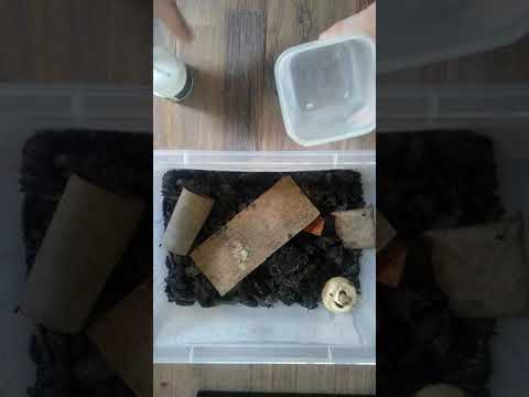 How to dust springtails