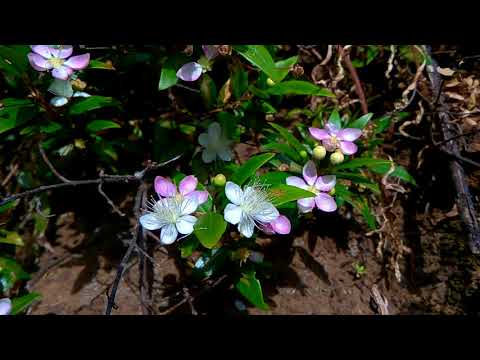 Common Myrtle (Myrtus communis) with pink flowers  | Murta-comum com flores rosadas