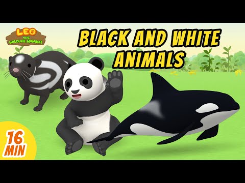 Black and White Animals Minisode Compilation - Leo the Wildlife Ranger | Animation | For Kids