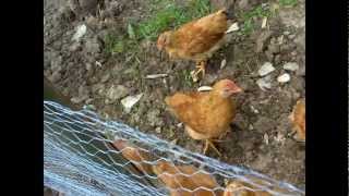 preview picture of video 'Implementación de un proyecto de producción y comercialización de pollos de carne'