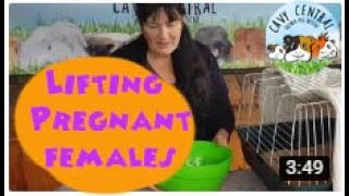 Pregnant guinea pig females and how to move them and what to do