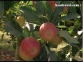 Apple Farm Tour New Zealand By Asiatravel Com