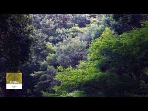 Beethoven : Symphony No.4 in B flat major, Op.60 / Blomstedt 1978