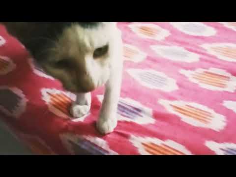 Snowy|| Kitty Life||Living life King Size 😀#kitten #animallover #animals #kitty