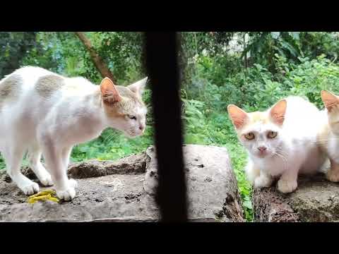 cat||cat eating #cats #catsoftiktok