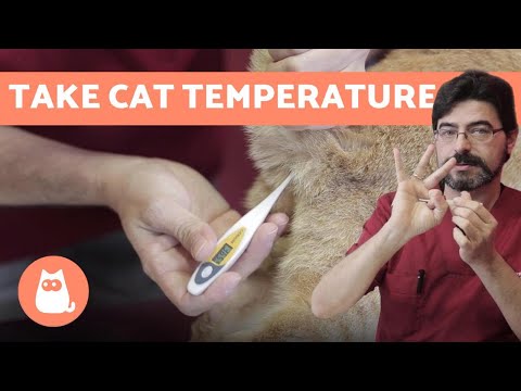 How to take a CAT'S TEMPERATURE 🌡️ Know if ... - YouTube