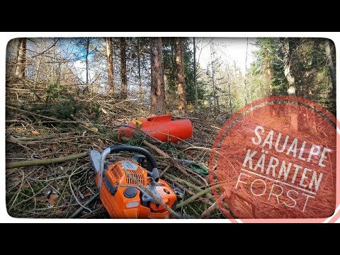 🌲Waldpflege, Fällboy 2.0 , Übung macht den Meister 😉