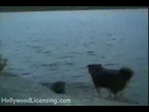 por hacer el tonto con el perro