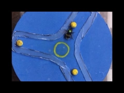 Bumblebees learn to roll balls for reward