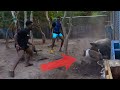 Making Bacon From Scratch