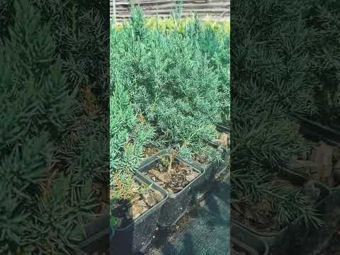 фото смарагд, даника хвойные р9 0