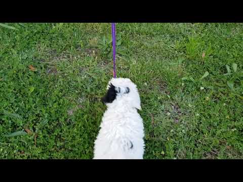 Marlie - Cavoodle puppy walking on lead including distractions