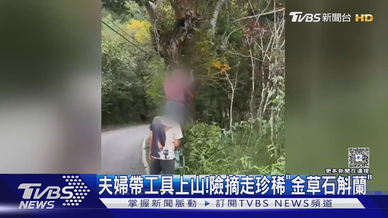 影音/太誇張!夫婦帶工具上山 阿里山珍稀蘭花險被摘光