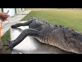 how to skin, de-bone and flesh out an alligator 