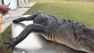how to skin, de-bone and flesh out an alligator