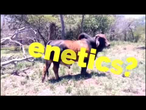 Au Albidus Catalogue Brahman video - Lot 4 Long video