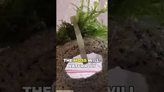 Download lagu Cara Mudah Menanam Java Moss! 🌿✨#tank mp3