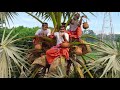 How To Extract Natural Alcohol From Toddy Palmyra Mango Mix Palm Juice Payesh Recipe Of Grandpa