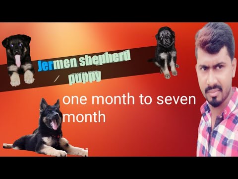 jermen shepherd puppy one month to seven month                       😍dinu dogs lover😍