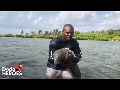 3rd YouTube video about are manatees friendly