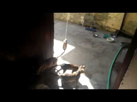 Zahida Abbasi.  Beauty Of. Nature   Cats.  Animal