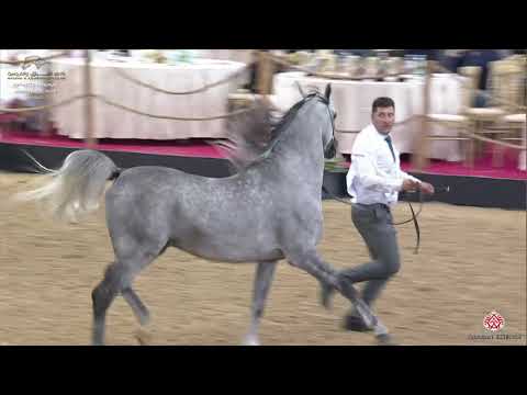 N 180 GHAZI AL NASSER   29th Qatar Intl A H  Show 2020   4 6 Years Old Stallions Class 10