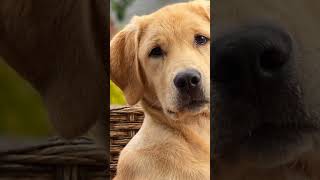 "What is a Neural Network ?" ( #AI #Artificial Intelligence #Neural Network #Short #AI Explained )