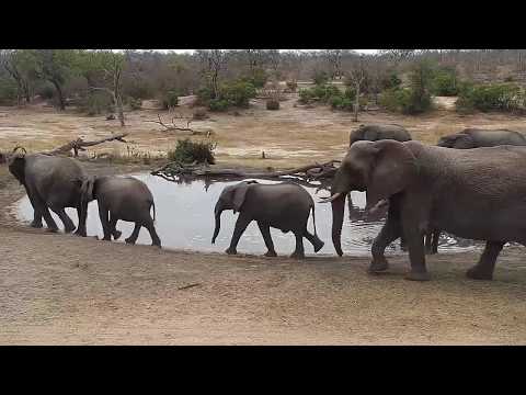 Djuma: Elephant group passes by Vuyatela Pan - 10:12 - 09/20/19