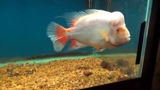 Skip explains why overfeeding is bad for your fish