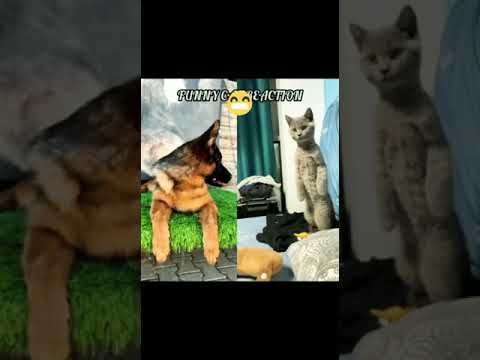 FUNNY CAT REACTION TO DOG।। FUNNY CAT VIDEO  #shorts #5