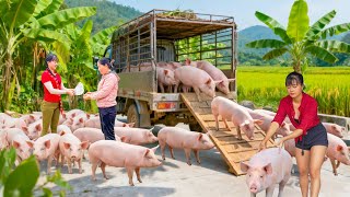 Buy 1000+ Piglets from Farmers – Use 3-Wheeled Truck Transport Piglets Go to Village Market Sell